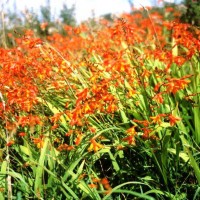 Montbretia